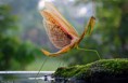 /album/imagenes-y-vudeos-de-los-insectos/macro-insecto6-jpg/